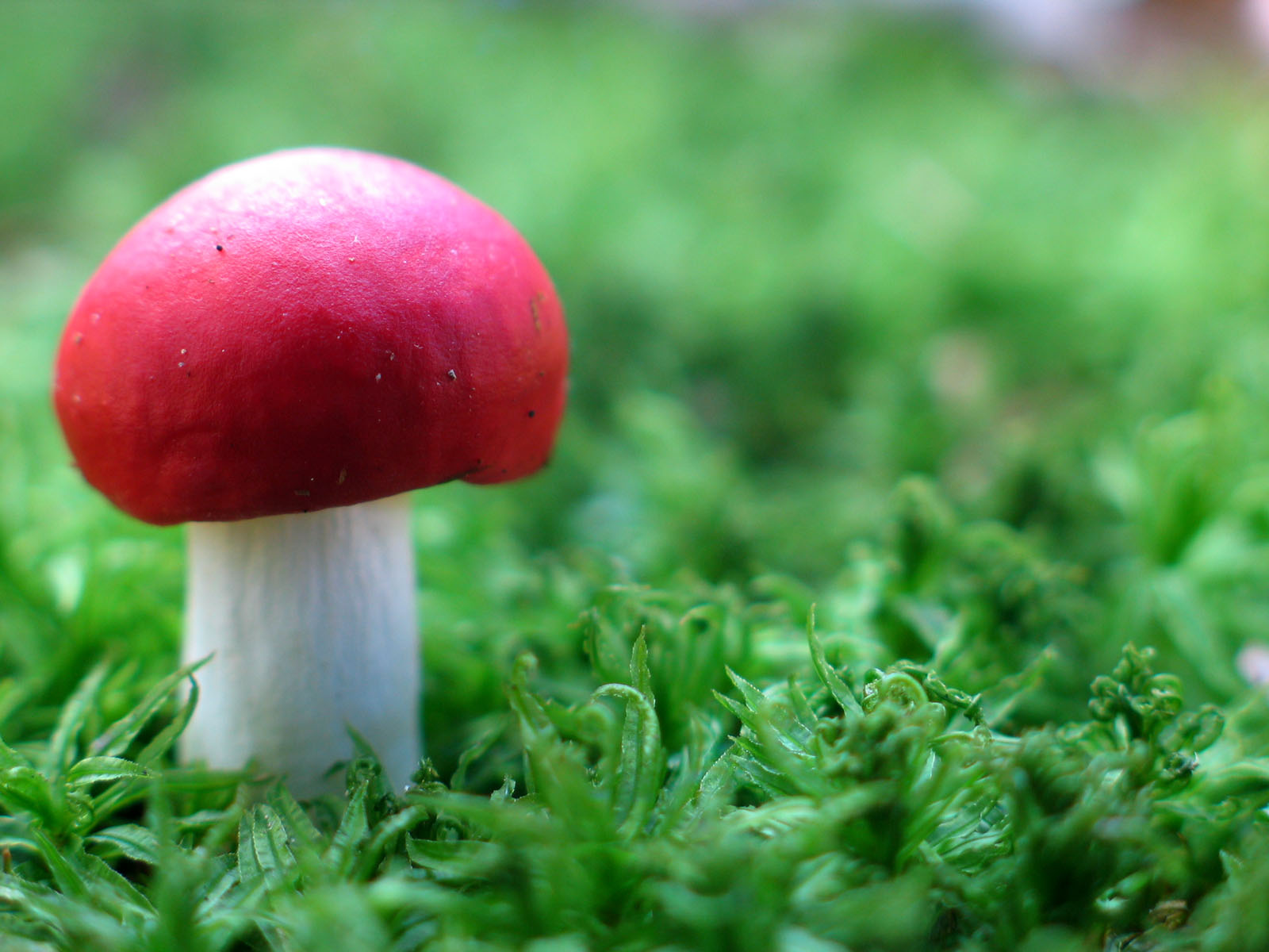 red mushroom background