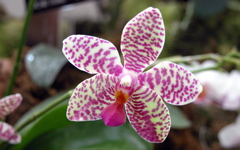 High-resolution desktop wallpaper Orchid by chickenwire