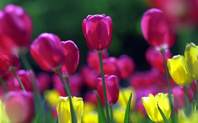 High-resolution desktop wallpaper Spring Tulips by David Stys