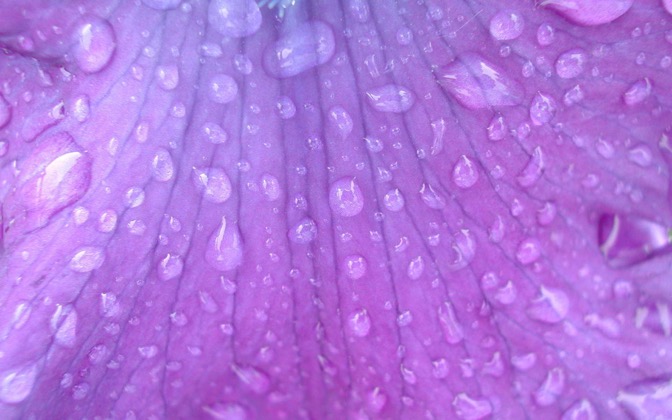 High-resolution desktop wallpaper Purple Flower by Ti Liptak