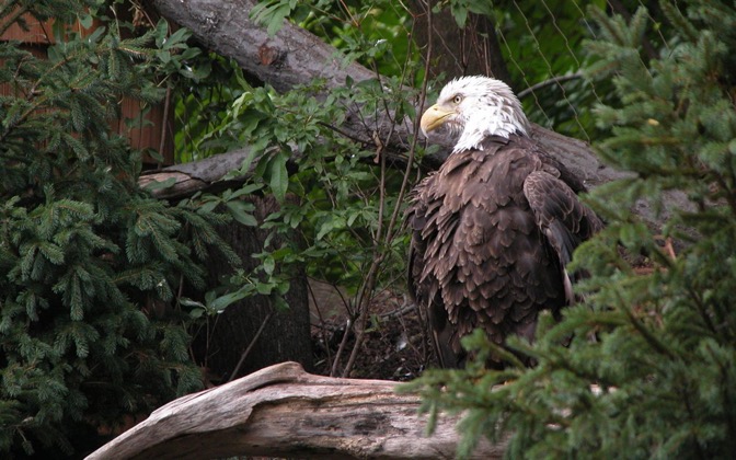 High-resolution desktop wallpaper American Bald Eagle by chickenwire