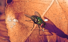 High-resolution desktop wallpaper Dot-dot-fly by Andy Purviance