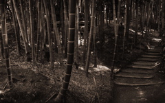 High-resolution desktop wallpaper Kyoto Bamboo by Steven Miller