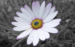 High-resolution desktop wallpaper Flower by Poiple Shadow