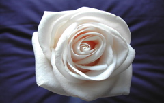 High-resolution desktop wallpaper White Rose by anto