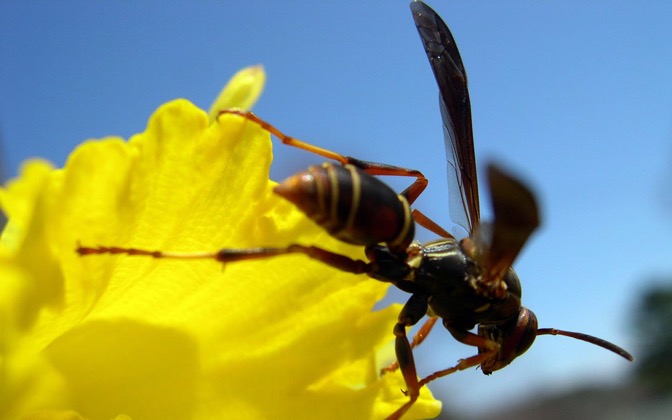 High-resolution desktop wallpaper Wasp & Daffodil by aaronc