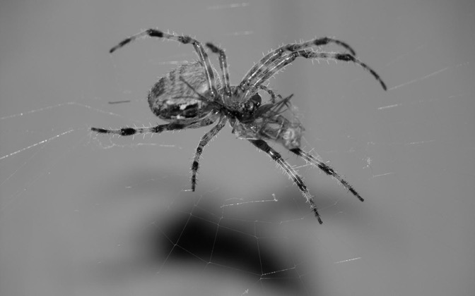 High-resolution desktop wallpaper Spider's Prey by TexanLumberjack