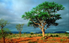 High-resolution desktop wallpaper African Landscape by Marcus Stenberg