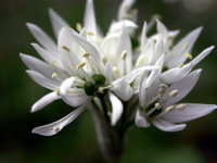 High-resolution desktop wallpaper White Flower by etienne