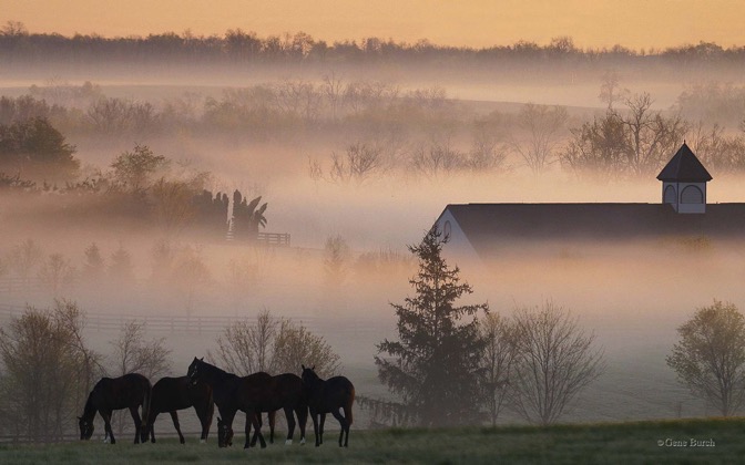 High-resolution desktop wallpaper Foggy Horse Farm by Gene Burch