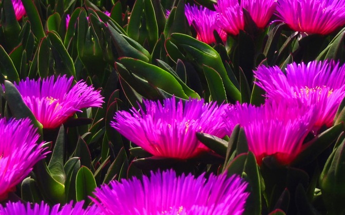 High-resolution desktop wallpaper Violet Flowers by Mazintosh