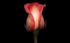 High-resolution desktop wallpaper Solitary Rose by strawberried