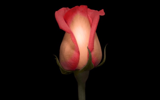 High-resolution desktop wallpaper Solitary Rose by strawberried