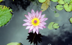 High-resolution desktop wallpaper Flower from Martinique by Sylvain ALLAIN