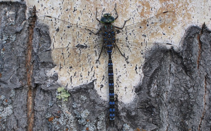 High-resolution desktop wallpaper Dragonfly by Michael K
