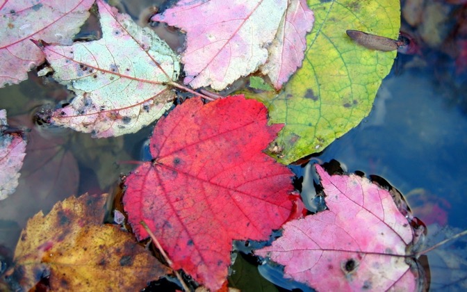 High-resolution desktop wallpaper Autumn Leaves by bu11frogg