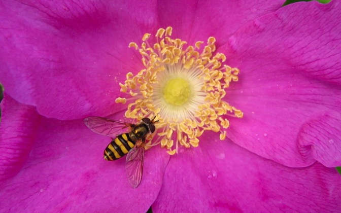 High-resolution desktop wallpaper Syrphid Fly on a Rugosa Rose by bu11frogg