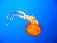 High-resolution desktop wallpaper Jellyfish by enes