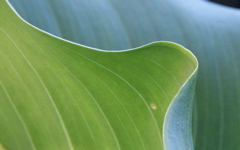 High-resolution desktop wallpaper Dimage Leaf by dimage