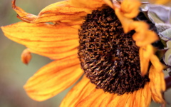 High-resolution desktop wallpaper Autumn Sunflower by Geoff Puryear