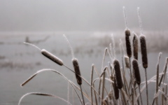 High-resolution desktop wallpaper Frosted Cat Tails by Andy Purviance