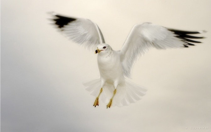 High-resolution desktop wallpaper Seagull Against an Overcast Sky by TheFozz