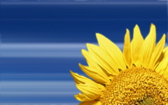 High-resolution desktop wallpaper Sunflower by 1428west