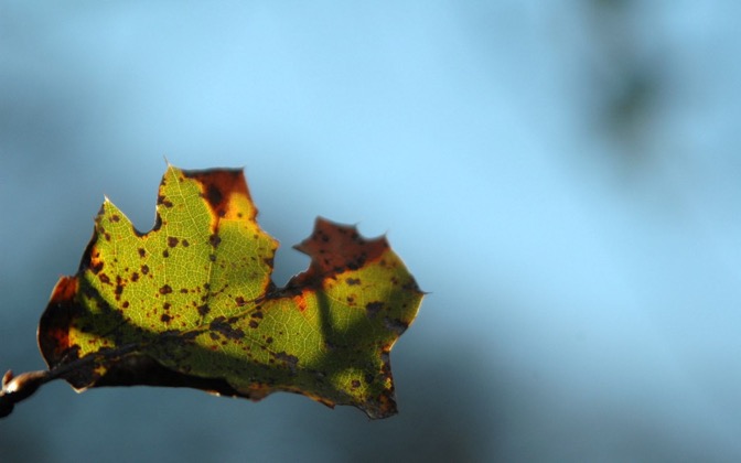 High-resolution desktop wallpaper Oak Leaf by dimage