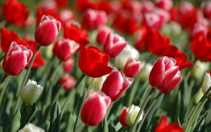 High-resolution desktop wallpaper Tulips In Spring by typecase