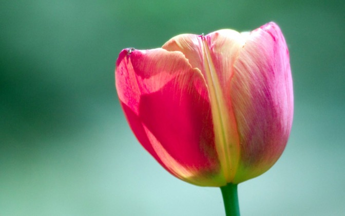 High-resolution desktop wallpaper Pink Tulip by mikhnal