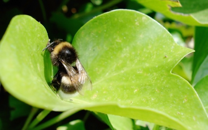 High-resolution desktop wallpaper Resting Bumblebee by mauz