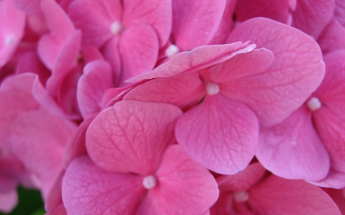 High-resolution desktop wallpaper Pink Flowers by Gogita