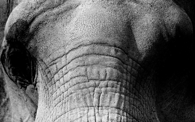 High-resolution desktop wallpaper Elephant Eyes by nearthewater