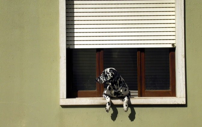 High-resolution desktop wallpaper Spanish Dog by jagdev Bassi