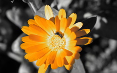 High-resolution desktop wallpaper Golden Flower by Laurinio