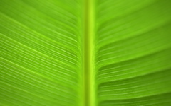 High-resolution desktop wallpaper Green Goodness by matt mosher