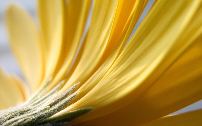 High-resolution desktop wallpaper Flower 15 by Mike Swanson