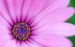 High-resolution desktop wallpaper Flower 21 by Mike Swanson