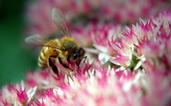 High-resolution desktop wallpaper Bee on Autumn Joy by ejbdesigns