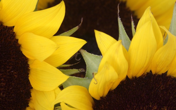High-resolution desktop wallpaper Sunflowers by matt mosher