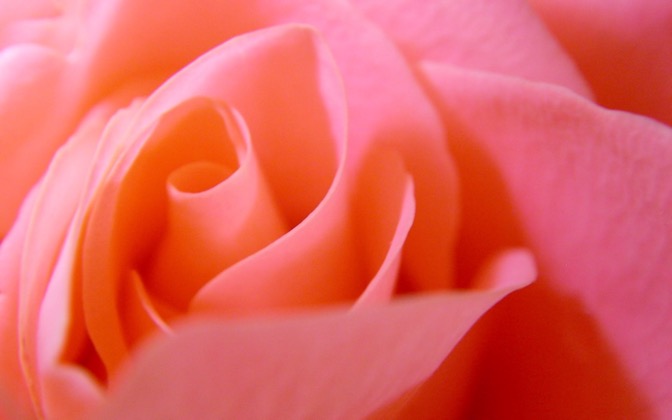 High-resolution desktop wallpaper Pink Rose by bbchoice