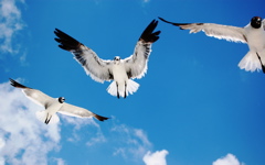 High-resolution desktop wallpaper A Flock of Seagulls by moony337