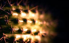 High-resolution desktop wallpaper Tired Cactus by Blake J. Nolan