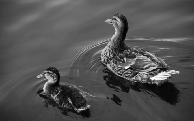 High-resolution desktop wallpaper Duck and Fledgling by Oliver Nimz