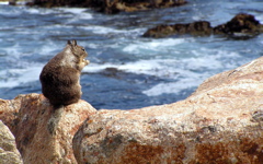 High-resolution desktop wallpaper Squirrel on a Rock by ragontona