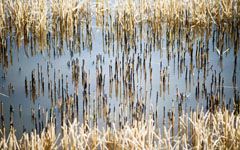 High-resolution desktop wallpaper Rice Fields by haydon