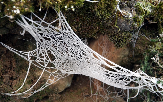 High-resolution desktop wallpaper Spider's Web by lamulle77