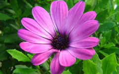 High-resolution desktop wallpaper Purple Flower by The_Jorr