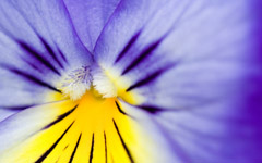 High-resolution desktop wallpaper Flower 24 by Mike Swanson