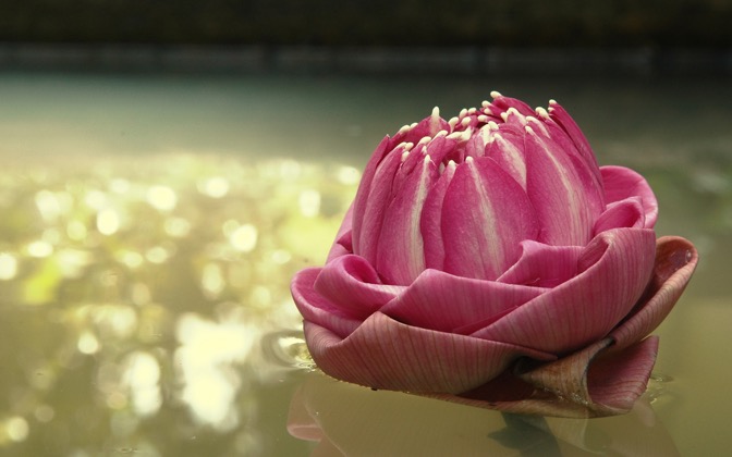 High-resolution desktop wallpaper Lotus, Thailand by ppgkoy